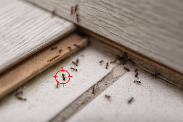 Best Wildlife Control Services  in Terrace Heights, WA