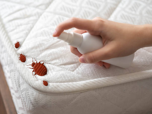 Best Ant Control Services  in Terrace Heights, WA